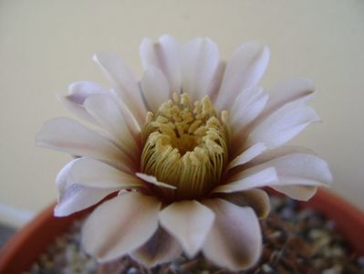 Gymnocalycium obductum