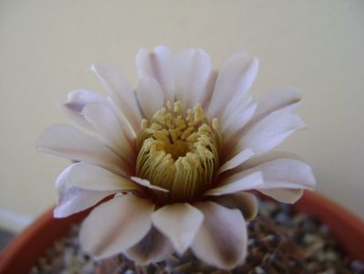 Gymnocalycium obductum