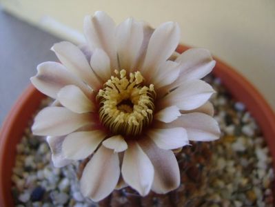 Gymnocalycium obductum