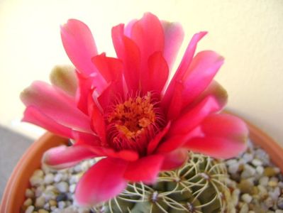 Gymnocalycium baldianum