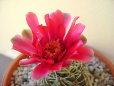 Gymnocalycium baldianum