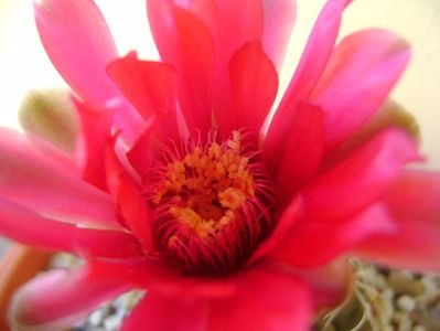 Gymnocalycium baldianum