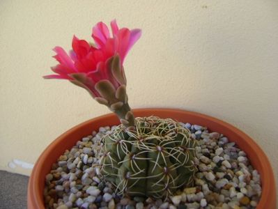 Gymnocalycium baldianum