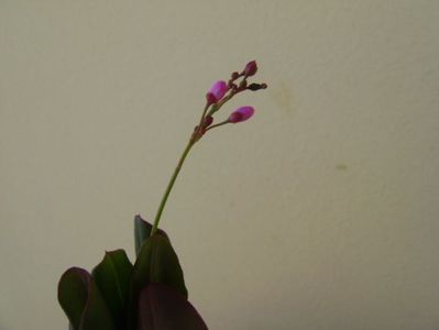 Talinum paniculatum