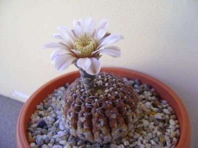 Gymnocalycium obductum