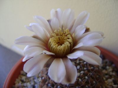 Gymnocalycium obductum