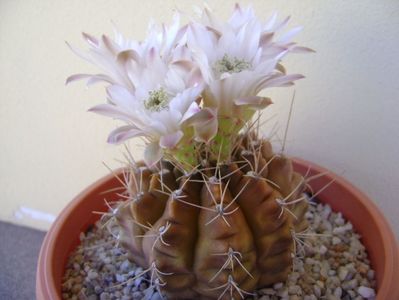 Gymnocalycium mihanovichii