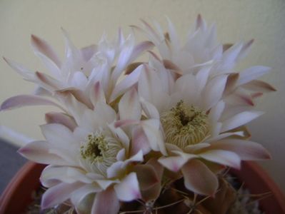 Gymnocalycium mihanovichii