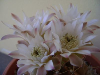 Gymnocalycium mihanovichii