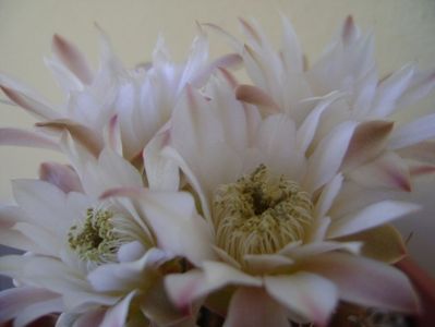 Gymnocalycium mihanovichii