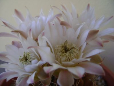 Gymnocalycium mihanovichii