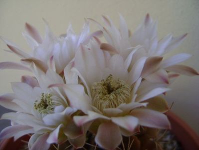 Gymnocalycium mihanovichii