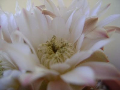 Gymnocalycium mihanovichii