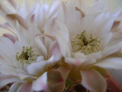 Gymnocalycium mihanovichii