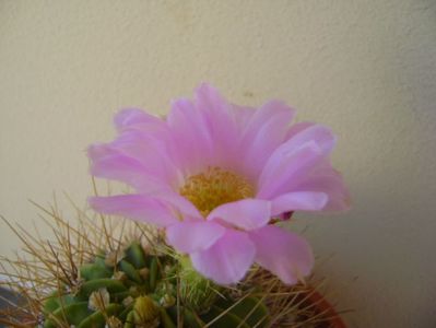 Acanthocalycium spiniflorum f. violaceum