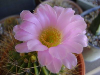 Acanthocalycium spiniflorum f. violaceum