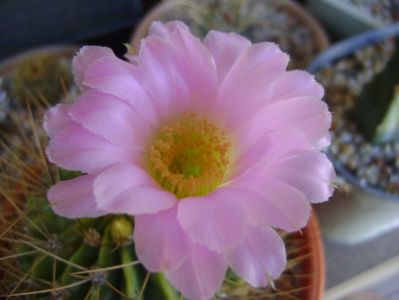 Acanthocalycium spiniflorum f. violaceum