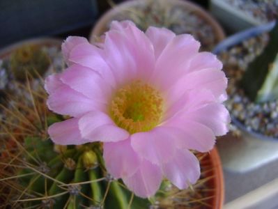 Acanthocalycium spiniflorum f. violaceum