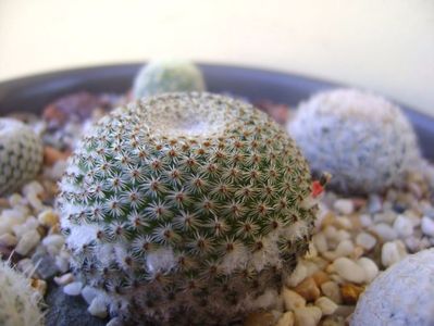 Mammillaria tlalocii