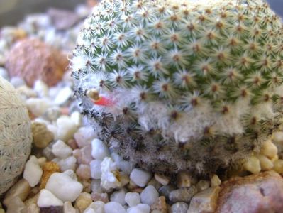 Mammillaria tlalocii