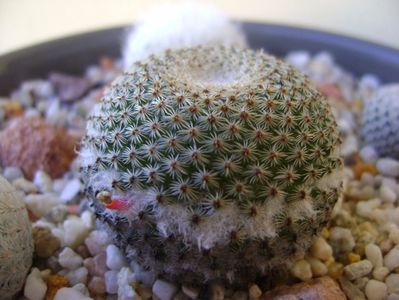 Mammillaria tlalocii