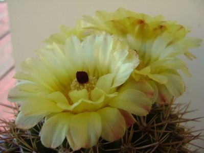 Notocactus bommeljei (Parodia tabularis v. bommeljei)