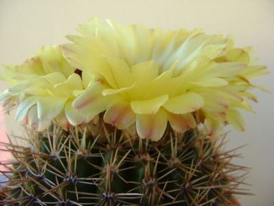 Notocactus bommeljei (Parodia tabularis v. bommeljei)