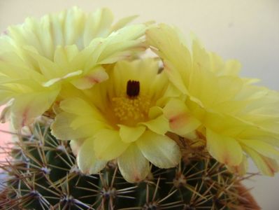 Notocactus bommeljei (Parodia tabularis v. bommeljei)