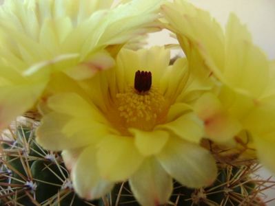 Notocactus bommeljei (Parodia tabularis v. bommeljei)