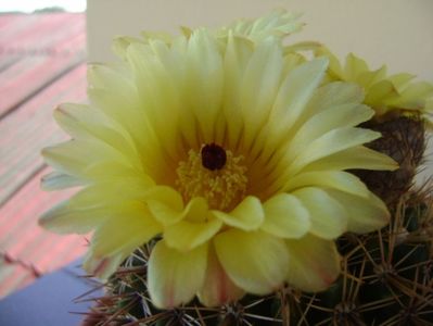 Notocactus bommeljei (Parodia tabularis v. bommeljei)