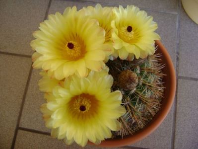 Notocactus bommeljei (Parodia tabularis v. bommeljei)