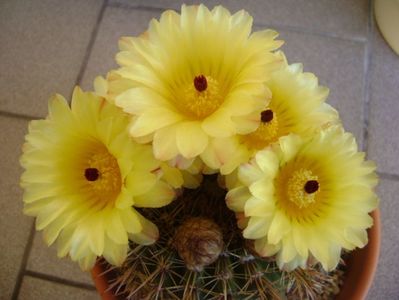 Notocactus bommeljei (Parodia tabularis v. bommeljei)