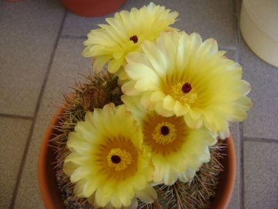 Notocactus bommeljei (Parodia tabularis v. bommeljei)