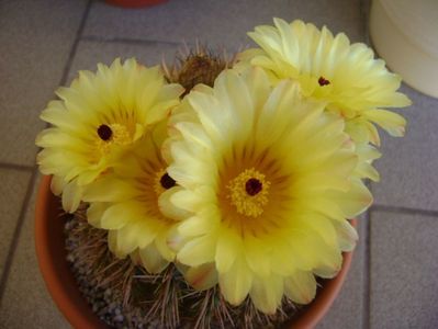 Notocactus bommeljei (Parodia tabularis v. bommeljei)