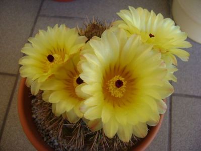 Notocactus bommeljei (Parodia tabularis v. bommeljei)