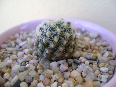 Pediocactus knowltonii