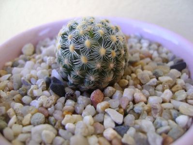 Pediocactus knowltonii