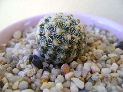 Pediocactus knowltonii