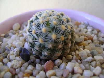 Pediocactus knowltonii