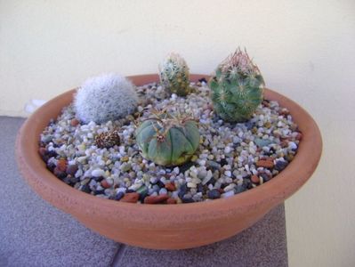 Grup de 4 cactusi; Echinocactus horizonthalonius 
Mammillaria candida
Escobaria hesteri
Escobaria minima
