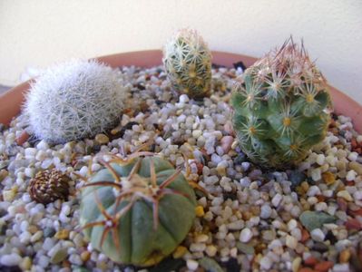 Grup de 4 cactusi; Echinocactus horizonthalonius 
Mammillaria candida
Escobaria hesteri
Escobaria minima
