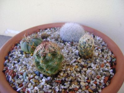 Grup de 4 cactusi; Echinocactus horizonthalonius 
Mammillaria candida
Escobaria hesteri
Escobaria minima
