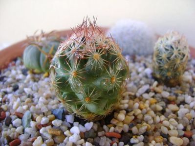 Escobaria hesteri