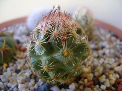 Escobaria hesteri