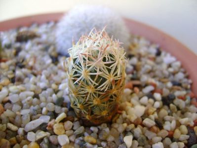 Escobaria minima