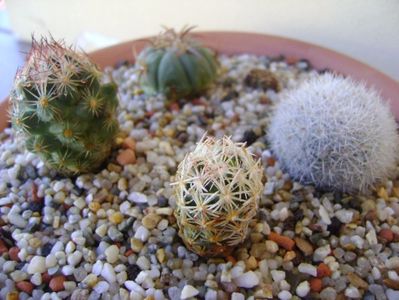 Grup de 4 cactusi; Echinocactus horizonthalonius 
Mammillaria candida
Escobaria hesteri
Escobaria minima
