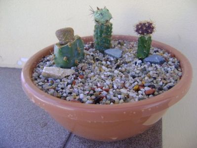 Grup de 3 cactusi altoiti; Ortegocactus macdougallii
Puna clavarioides (Cylindropuntia clavarioides)
Uebelmania buiningi
