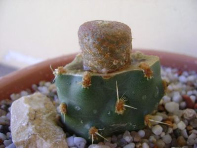 Puna clavarioides (Cylindropuntia clavarioides)