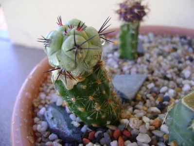 Ortegocactus macdougallii