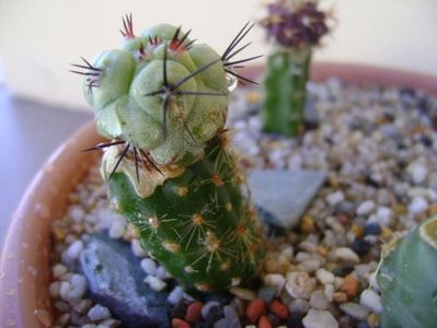 Ortegocactus macdougallii